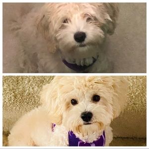 Meet your Posher, Anordia